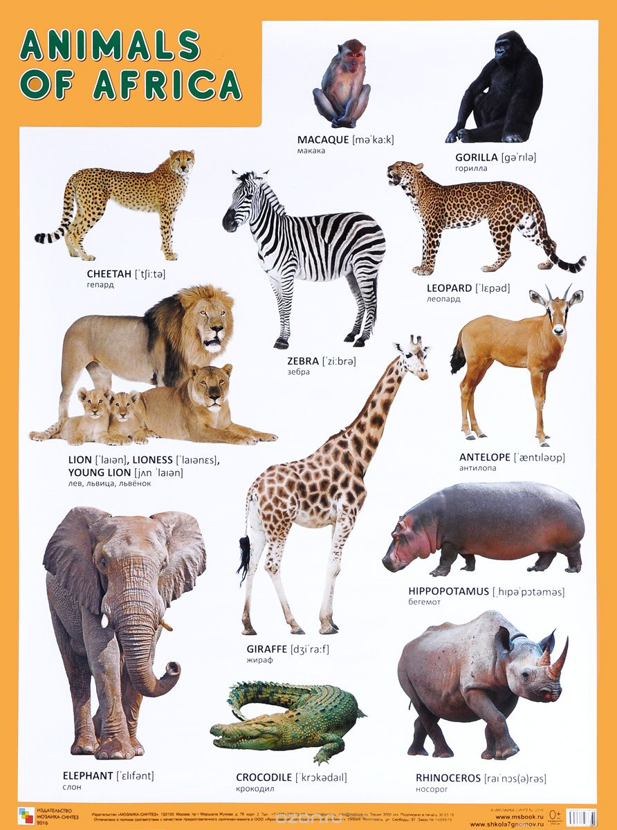 Animals of Africa / Животные Африки. Плакат