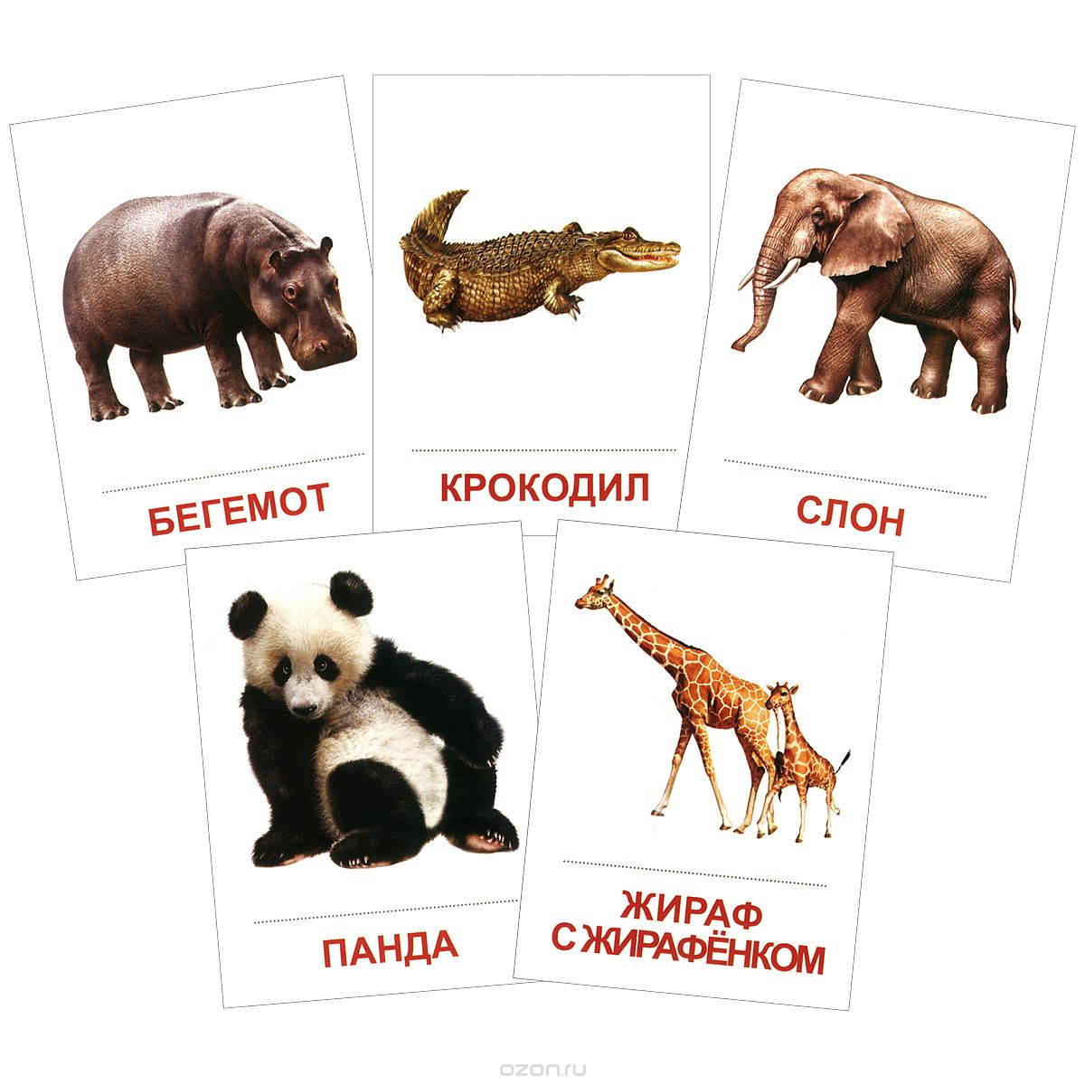Животные жарких стран (набор из 16 карточек)
