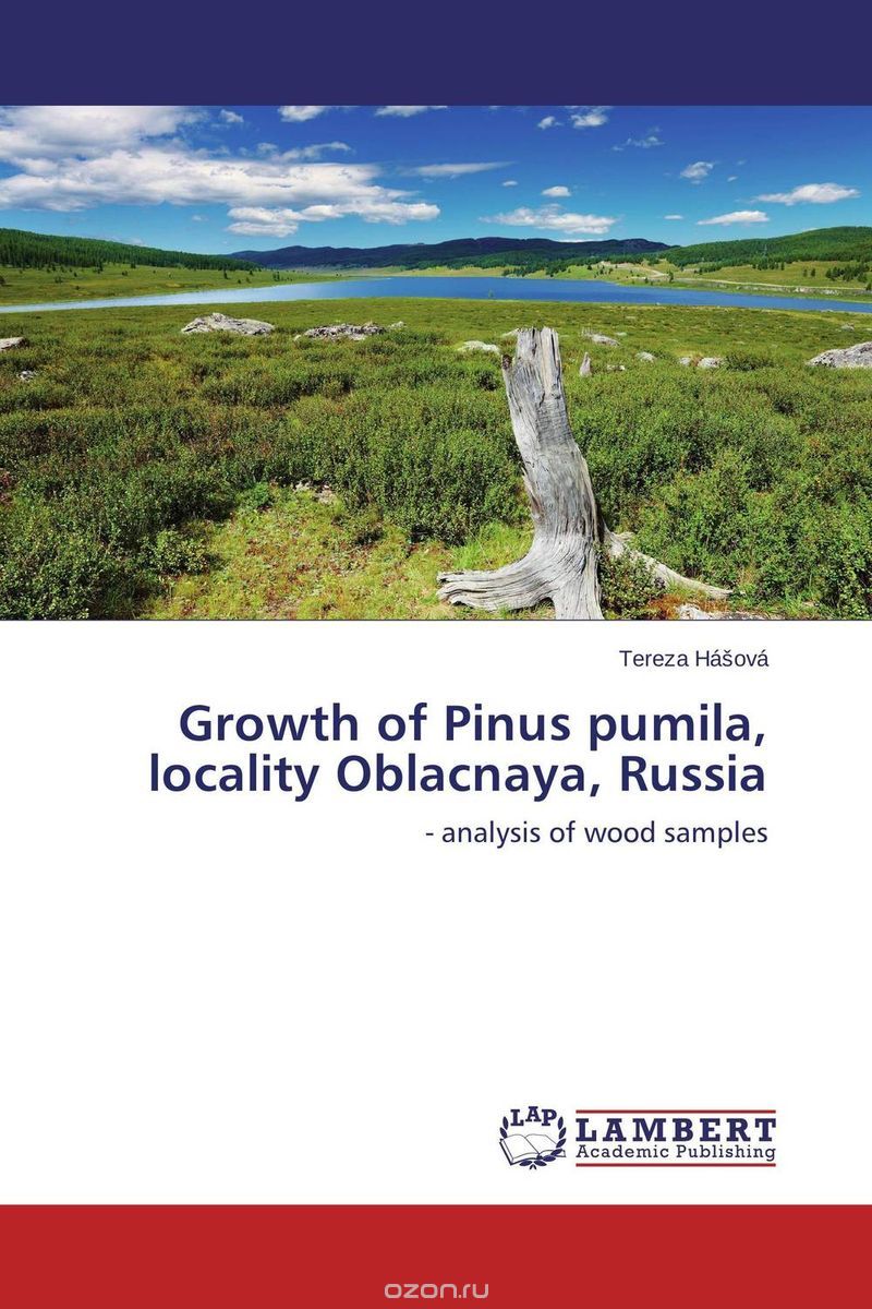 Growth of Pinus pumila, locality Oblacnaya, Russia