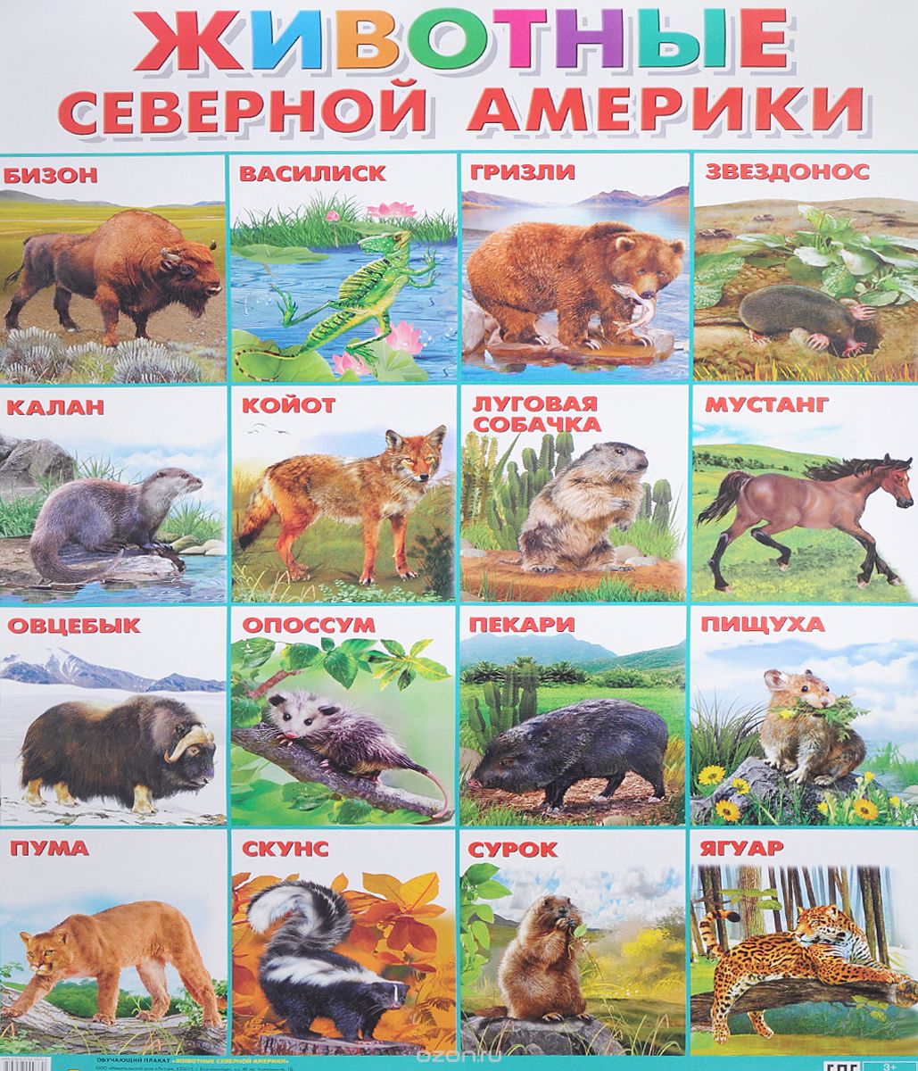 Животные Северной Америки. Плакат